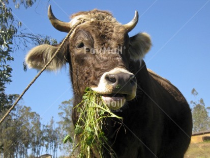 Fair Trade Photo Activity, Agriculture, Animals, Bull, Colour image, Cow, Eating, Food and alimentation, Green, Horizontal, Outdoor, Peru, Plant, Rural, Sky, South America