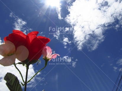 Fair Trade Photo Clouds, Colour image, Flower, Horizontal, Nature, Outdoor, Peru, Religion, Seasons, South America, Summer, Sun