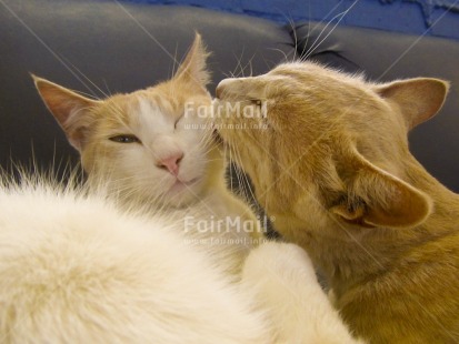 Fair Trade Photo Activity, Animals, Care, Cat, Cleaning, Colour image, Cute, Day, Friendship, Horizontal, Indoor, Love, Peru, South America, Together, Two cats
