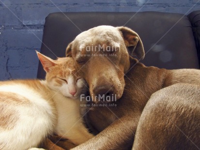 Fair Trade Photo Activity, Animals, Cat, Colour image, Cute, Day, Dog, Horizontal, Indoor, Love, Lying, Peru, South America, Together