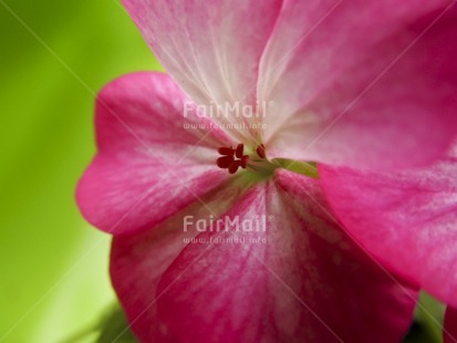 Fair Trade Photo Closeup, Colour image, Day, Flower, Green, Horizontal, Outdoor, Peru, Pink, South America