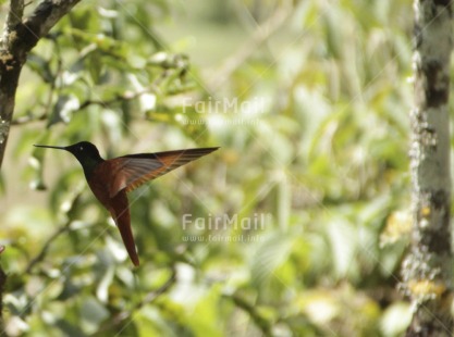 Fair Trade Photo Activity, Animals, Bird, Colour image, Day, Environment, Flying, Food and alimentation, Forest, Horizontal, Hummingbird, Outdoor, Peru, South America, Spirituality, Sustainability, Tree, Values