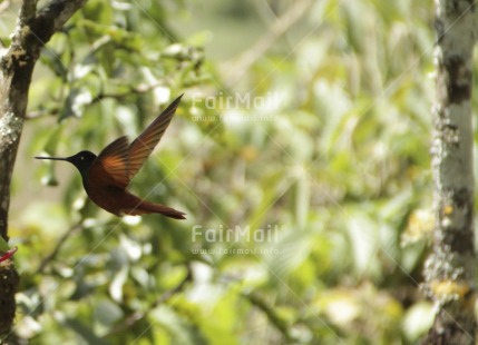 Fair Trade Photo Activity, Animals, Bird, Colour image, Day, Environment, Flying, Food and alimentation, Forest, Horizontal, Hummingbird, Outdoor, Peru, South America, Spirituality, Sustainability, Tree, Values