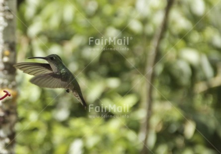 Fair Trade Photo Activity, Animals, Bird, Colour image, Day, Environment, Flying, Food and alimentation, Forest, Horizontal, Hummingbird, Outdoor, Peru, South America, Spirituality, Sustainability, Tree, Values