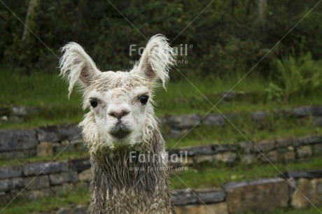 Fair Trade Photo Activity, Animals, Colour image, Day, Horizontal, Llama, Looking at camera, Outdoor, Peru, Rural, South America