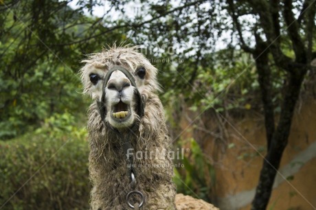 Fair Trade Photo Activity, Agriculture, Anger, Animals, Colour image, Day, Emotions, Funny, Horizontal, Llama, Looking at camera, Outdoor, Peru, Rural, South America