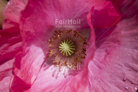 Fair Trade Photo Closeup, Colour image, Day, Flower, Horizontal, Outdoor, Peru, Pink, South America, Waterdrop