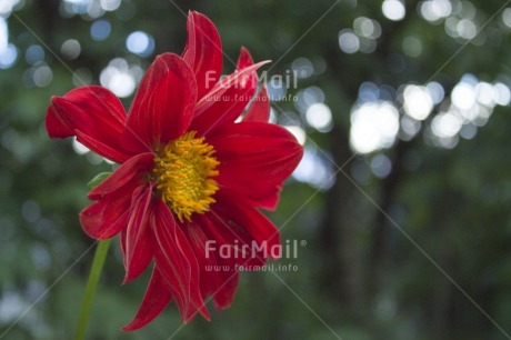 Fair Trade Photo Colour image, Day, Flower, Focus on foreground, Horizontal, Nature, Outdoor, Peru, Red, South America, Yellow