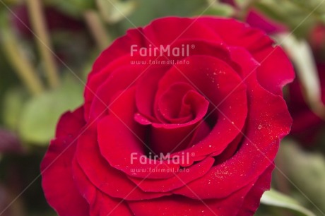 Fair Trade Photo Closeup, Colour image, Day, Flower, Garden, Horizontal, Love, Marriage, Outdoor, Peru, Red, Rose, South America