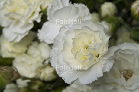 Fair Trade Photo Closeup, Colour image, Day, Flower, Garden, Horizontal, Marriage, Outdoor, Peru, South America, White