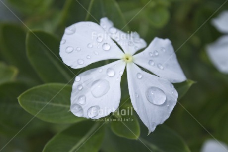 Fair Trade Photo Closeup, Colour image, Condolence-Sympathy, Flower, Green, Horizontal, Peru, South America, Waterdrop, White