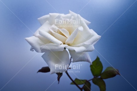 Fair Trade Photo Blue, Closeup, Colour image, Condolence-Sympathy, Horizontal, Peru, Rose, South America, White