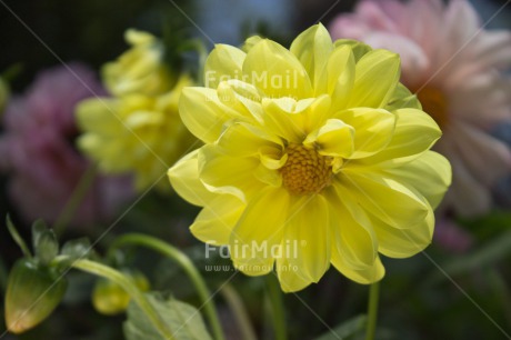 Fair Trade Photo Closeup, Day, Flower, Horizontal, Nature, Outdoor, Peru, South America, Yellow