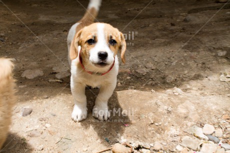 Fair Trade Photo Activity, Animals, Cute, Day, Dog, Horizontal, Looking at camera, Outdoor, Puppy, Rural