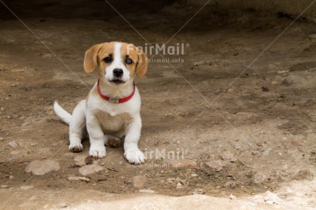 Fair Trade Photo Activity, Animals, Cute, Day, Dog, Horizontal, Looking at camera, Outdoor, Puppy, Rural