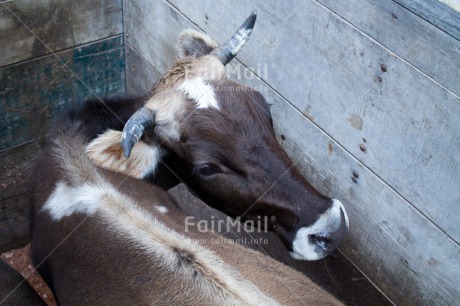 Fair Trade Photo Agriculture, Animals, Brown, Bull, Closeup, Cow, High angle view, Horizontal