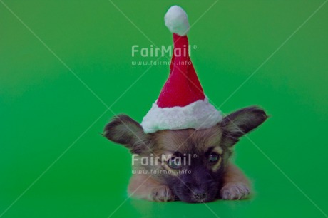 Fair Trade Photo Animals, Christmas, Closeup, Colour image, Cute, Dog, Green, Horizontal, Peru, Puppy, Red, South America, Studio