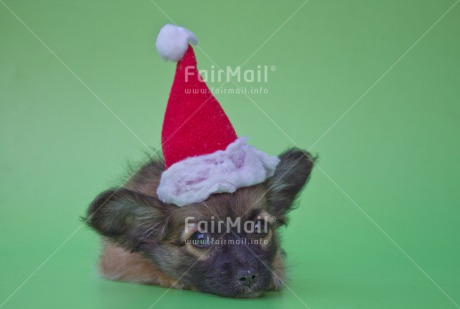 Fair Trade Photo Animals, Christmas, Closeup, Colour image, Cute, Dog, Green, Horizontal, Peru, Puppy, Red, South America, Studio
