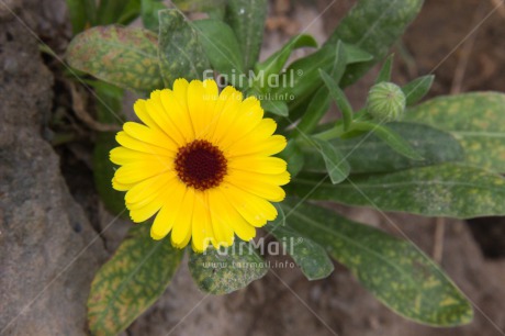 Fair Trade Photo Closeup, Colour image, Day, Flower, Horizontal, Outdoor, Peru, South America