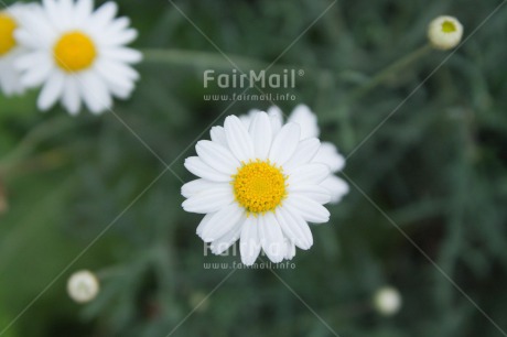 Fair Trade Photo Closeup, Colour image, Day, Flower, Horizontal, Outdoor, Peru, South America