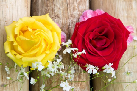 Fair Trade Photo Closeup, Colour image, Flower, Love, Mothers day, Peru, Rose, South America, Studio, Thank you, Valentines day, Wood