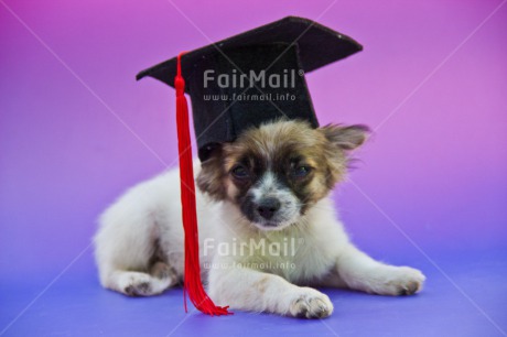 Fair Trade Photo Animals, Closeup, Colour image, Cute, Dog, Exams, Funny, Graduation, Hat, Peru, Puppy, South America, Studio