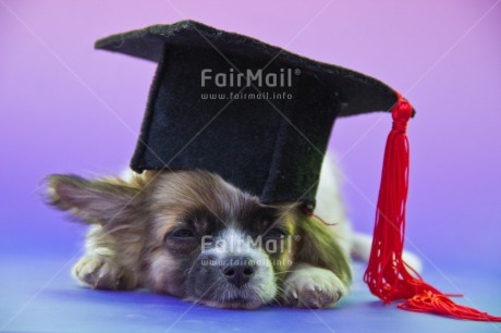 Fair Trade Photo Animals, Closeup, Colour image, Cute, Dog, Exams, Funny, Graduation, Hat, Peru, Puppy, South America, Studio