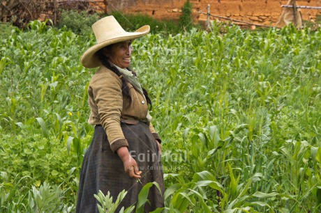 Fair Trade Photo Activity, Agriculture, Clothing, Colour image, Day, Farmer, Horizontal, Latin, Looking away, One woman, Outdoor, People, Peru, Portrait fullbody, Rural, Smiling, Sombrero, South America, Traditional clothing