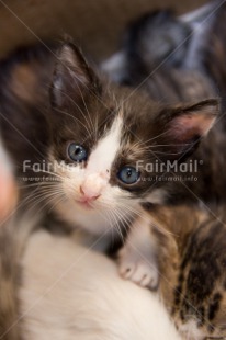 Fair Trade Photo Activity, Animals, Cat, Closeup, Colour image, Kitten, Looking at camera, Peru, South America, Vertical