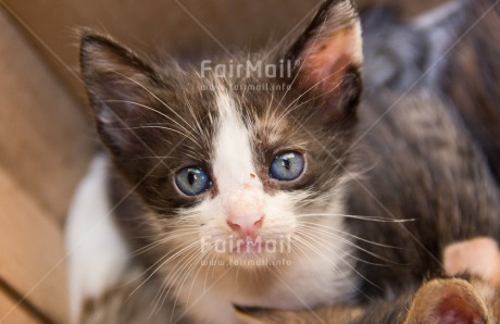 Fair Trade Photo Activity, Animals, Cat, Closeup, Colour image, Horizontal, Kitten, Looking at camera, Peru, South America