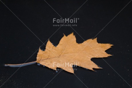 Fair Trade Photo Adjective, Colour, Colour image, Horizontal, Leaf, Nature, Peru, Place, South America, Water, Yellow