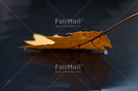 Fair Trade Photo Adjective, Colour, Colour image, Horizontal, Leaf, Nature, Peru, Place, South America, Water, Yellow