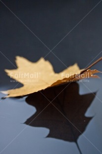 Fair Trade Photo Adjective, Colour, Colour image, Leaf, Nature, Peru, Place, South America, Vertical, Water, Yellow