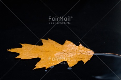 Fair Trade Photo Adjective, Colour, Colour image, Horizontal, Leaf, Nature, Peru, Place, South America, Water, Yellow