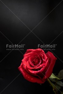 Fair Trade Photo Adjective, Birth, Birthday, Card occasion, Colour image, Colourful, Congratulations, Flower, Friendship, Get well soon, Love, Mothers day, Nature, New beginning, New home, Peru, Place, Rose, Sister, Sorry, South America, Thank you, Thinking of you, Valentines day, Vertical, Welcome home