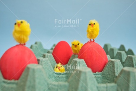 Fair Trade Photo Adjective, Animals, Chick, Colour, Easter, Egg, Food and alimentation, Horizontal, Yellow