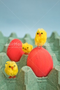 Fair Trade Photo Adjective, Animals, Chick, Colour, Easter, Egg, Food and alimentation, Vertical, Yellow