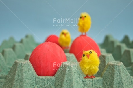 Fair Trade Photo Adjective, Animals, Chick, Colour, Easter, Egg, Food and alimentation, Horizontal, Yellow