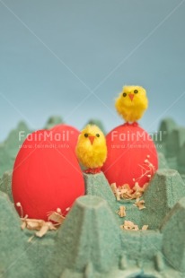 Fair Trade Photo Adjective, Animals, Chick, Colour, Easter, Egg, Food and alimentation, Vertical, Yellow