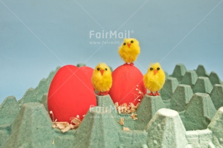 Fair Trade Photo Adjective, Animals, Chick, Colour, Easter, Egg, Food and alimentation, Horizontal, Yellow