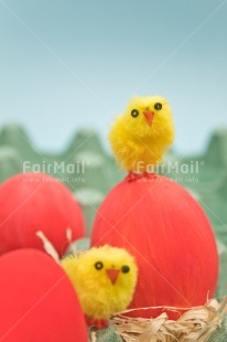 Fair Trade Photo Adjective, Animals, Chick, Colour, Easter, Egg, Food and alimentation, Vertical, Yellow