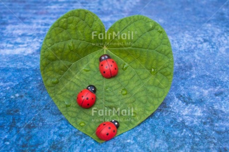 Fair Trade Photo Animals, Birthday, Blue, Colour, Congratulations, Emotions, Goal, Good luck, Green, Ladybug, Leaf, Luck, Nature, Success