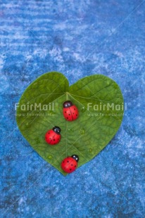 Fair Trade Photo Animals, Birthday, Blue, Colour, Congratulations, Emotions, Goal, Good luck, Green, Ladybug, Leaf, Luck, Nature, Success