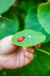 Fair Trade Photo Animals, Birthday, Colour, Congratulations, Emotions, Goal, Good luck, Green, Ladybug, Leaf, Luck, Nature, Success