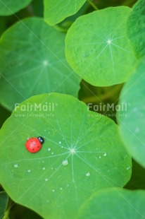 Fair Trade Photo Animals, Birthday, Colour, Congratulations, Emotions, Goal, Good luck, Green, Ladybug, Leaf, Luck, Nature, Success