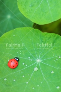 Fair Trade Photo Animals, Birthday, Colour, Congratulations, Emotions, Goal, Good luck, Green, Ladybug, Leaf, Luck, Nature, Success