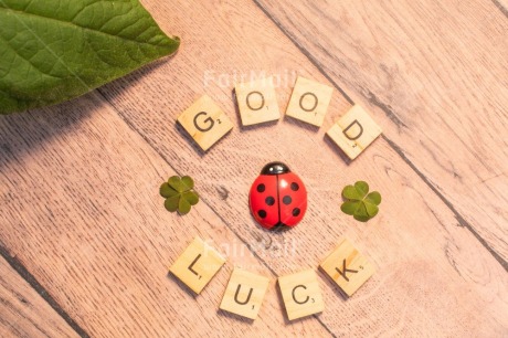 Fair Trade Photo Animals, Clover, Congratulations, Emotions, Flower, Goal, Good luck, Ladybug, Letter, Nature, Object, Success, Text