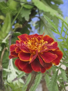 Fair Trade Photo Colour image, Flower, Focus on foreground, Green, Love, Mothers day, Nature, Outdoor, Peru, Red, South America, Valentines day, Vertical