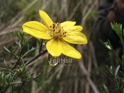 Fair Trade Photo Colour image, Flower, Focus on foreground, Green, Horizontal, Nature, Outdoor, Peru, South America, Waterdrop, Yellow