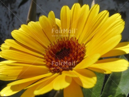 Fair Trade Photo Closeup, Colour image, Day, Flower, Horizontal, Nature, Outdoor, Peru, Seasons, South America, Summer, Yellow